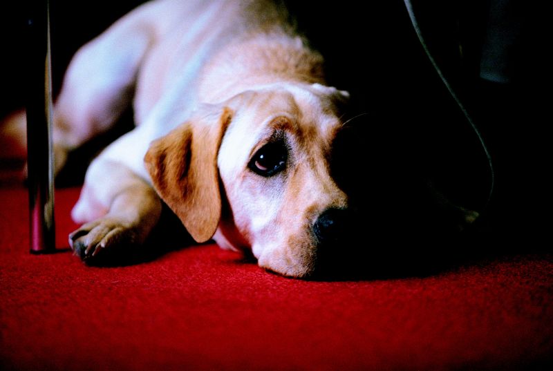 Quill chú chó dẫn đường